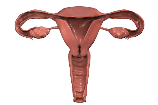 uterus 