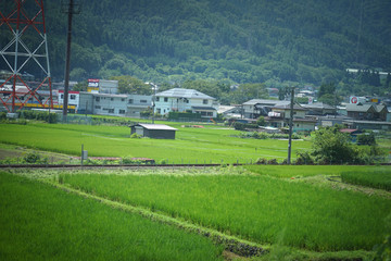 Japanese rice fields in summer.