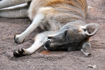Cute kangaroo lying on the ground in the summer heat