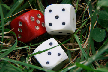 Close-up dice on the grass, chance for winning