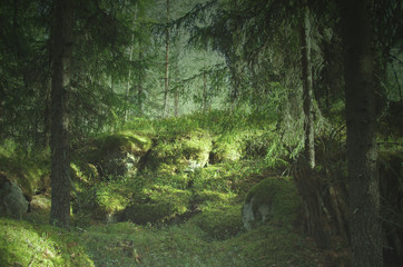 Mystical forest in Dalarna