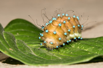 Amazing caterpillar of  the giant peacock moth (Saturnia) on the leaf. Close up of caterpillar from Saturnia