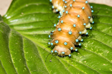 Amazing caterpillar of  the giant peacock moth (Saturnia) on the leaf. Close up of caterpillar from Saturnia