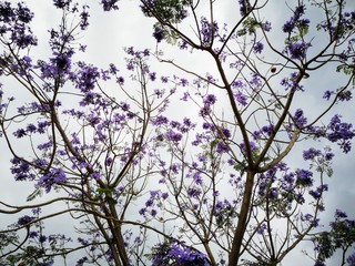 image of colorful flowering plants of a tree and views with blue sky