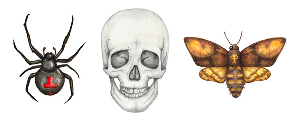 Watercolor gothic set with spider, skull and moth hand drawn. Halloween Illustration on white background 