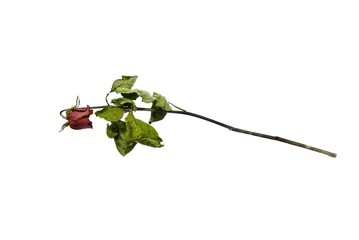 Top view of dried red rose and leaf on white background, Single