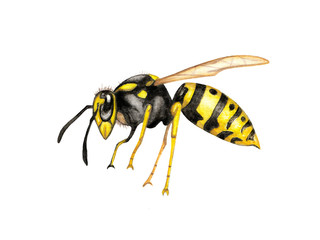 Illustration wasp watercolor on white background isolated