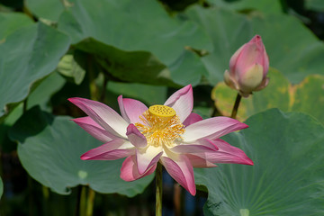 Close up pink lotus flower.