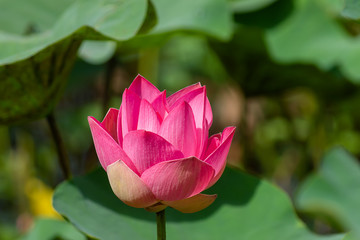 Fototapeta premium Close up pink lotus flower.