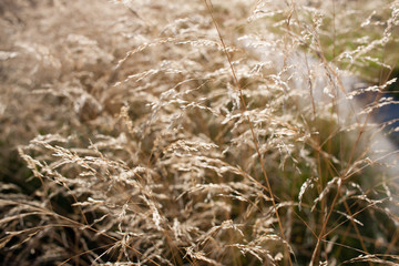 Fototapeta premium Wild plant. Summer