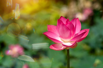 Obraz premium Close up pink lotus flower.