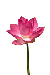 Obraz na płótnie Canvas Close up pink lotus flower.