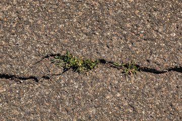 Cracks on the asphalt with growing grass