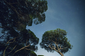 Pine trees in a pinewood at night against a starry sky
