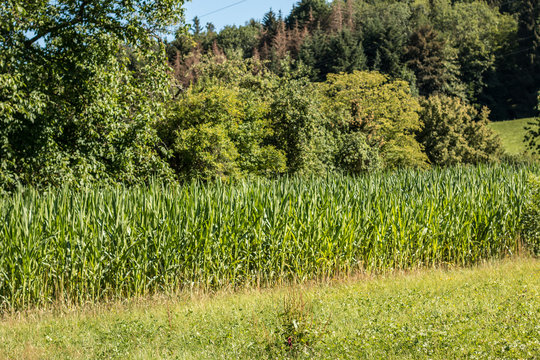 Green grain on a big german grain field
