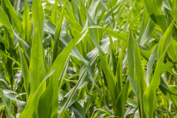 Green grain on a big german grain field