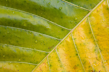 Multi-colored leaf of an exotic plant with drops of water close-up.