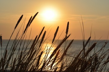 Strandhafer vor Sonnenuntergang auf Sylt