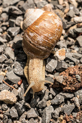 Big edible snail on stony ground in the forest