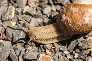 Big edible snail on stony ground in the forest