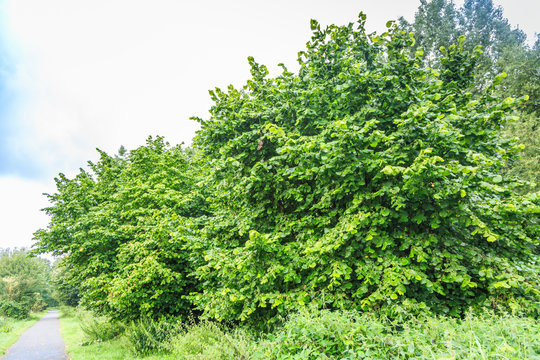 Group of beautiful mature hazelnut bushes, Corylus avellana, in a natural park © photodigitaal.nl