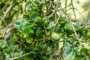Leaves and fruit of summer oak, Quercus robur Cristata
