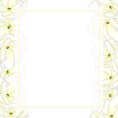 Arabian Jasmine Banner Card Border