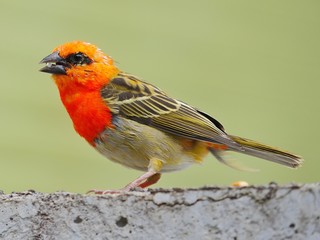 Red Fody bird eating grain