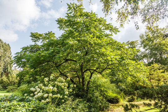 Grey walnut tree, Juglans cinerea, with in the foreground a flowering Hydrangea paniculata Limelight with creamy white flowers