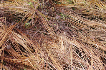herbage grass cover 2