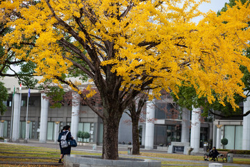 秋模様・色づくイチョウ２１