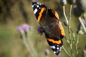 Schmetterling
