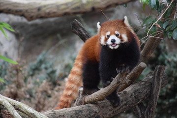 レッサーパンダ