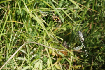 Spinne