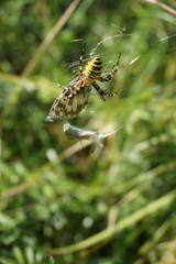 Spinne
