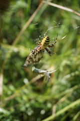 Spinne