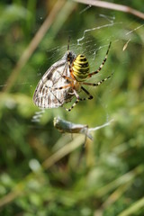 Spinne