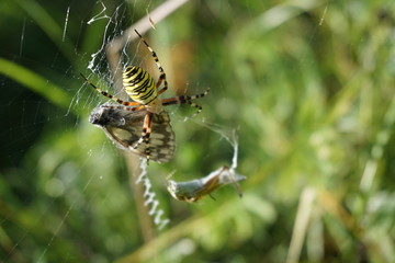 Spinne
