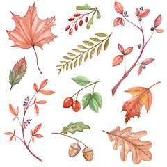 a big set of watercolor illustrations with autumn leaves, branch and plants on a white background