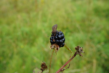 black berry, Käfer