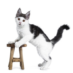  Funny and very expressive white with blue maine coon cat kitten standing side ways with front paws on a little wooden stool, looking curious straight at lens, isolated on white background