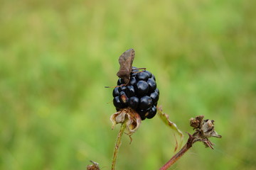 black berry, Käfer