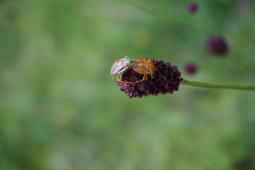 Käfer