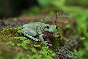 frog, green, cute