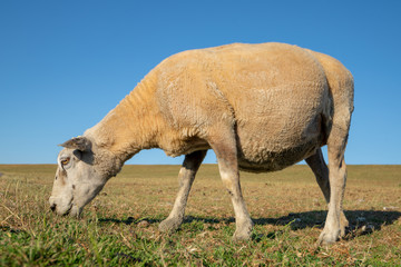 Obraz na płótnie Canvas Schaf beim Grasen, schwanger