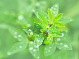 Trifolium pratense, the red clover, genus Trifolium. Flower bud and green leaves in dew drops