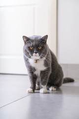 Cute British short hair cat, shot indoors