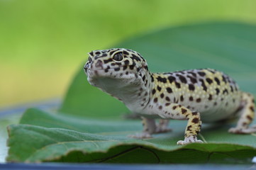 gecko