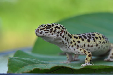 Gecko