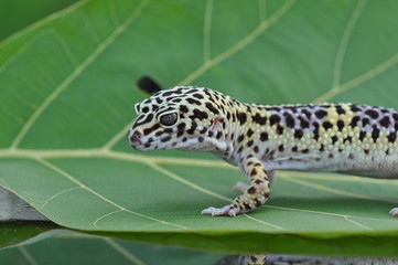 gecko